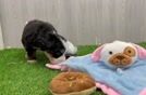 Smart Mini Bernedoodle Poodle Mix Pup