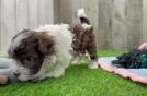 Funny Havanese Purebred Pup