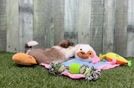 Meet Aiden - our Teddy Bear Puppy Video