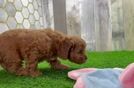 Cavapoo Pup Being Cute