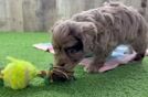 Cavapoo Puppy for Adoption