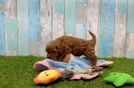 Hypoallergenic Cavadoodle Poodle Mix Puppy