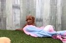 Cavapoo Puppy for Adoption