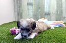 Energetic Aussie Bichon Designer Puppy