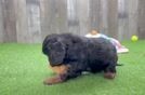 Popular Cavapoo Poodle Mix Pup