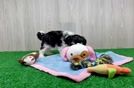 Adorable Maltepoo Poodle Mix Puppy