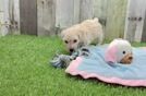 Small Poochon Baby