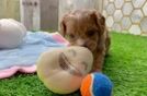 Cavapoo Puppy for Adoption