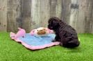 Havapoo Puppy for Adoption