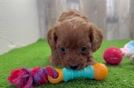 Smart Cavapoo Poodle Mix Pup