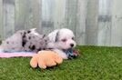 Aussiechon Puppy for Adoption