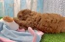 Sweet Cavapoo Baby