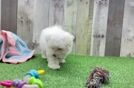Meet Casper - our Maltese Puppy Video
