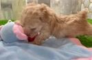 Energetic Bichpoo Poodle Mix Puppy