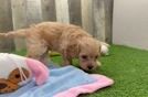 Meet Orlando - our Cavapoo Puppy Video