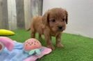 Meet Otis - our Cavapoo Puppy Video
