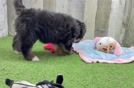 Energetic Mini Bernese Poodle Poodle Mix Puppy