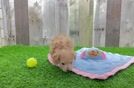 Best Maltipoo Baby