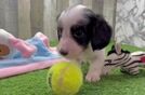 Dachshund Puppy for Adoption