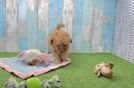 Cavapoo Puppy for Adoption