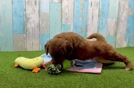 Meet Anabelle - our Mini Goldendoodle Puppy Video