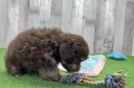 Meet Cardale - our Havapoo Puppy Video