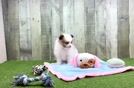 Small Pomeranian Purebred Pup