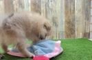 Meet Augusta - our Pomeranian Puppy Video