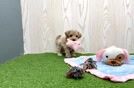Meet Heartly - our Maltipoo Puppy Video
