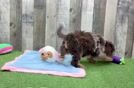 Cavapoo Puppy for Adoption