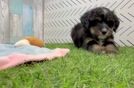 Meet Divine - our Mini Bernedoodle Puppy Video