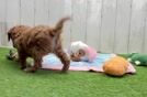 Meet Porsche - our Cavapoo Puppy Video