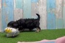 Cute Yorkie Poo Baby