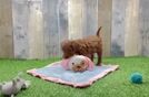 Playful Mini Groodle Poodle Mix Puppy