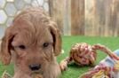 Petite Cavapoo Poodle Mix Pup