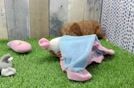 Meet Gus - our Mini Goldendoodle Puppy Video