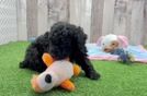 Fluffy Pudel Purebred Puppy