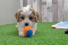 Adorable Cavalier Bichon Designer Puppy