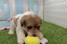 Havapoo Puppy for Adoption