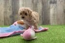 Meet Ravonna - our Poodle Puppy Video