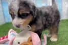 Mini Bernedoodle Puppy for Adoption