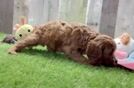 Smart Cavapoo Poodle Mix Pup