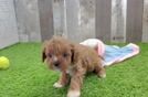 Cavapoo Puppy for Adoption