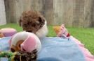 Poodle Puppy for Adoption