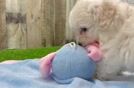 Best Maltipoo Baby