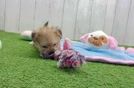 Smart Yorkie Chon Designer Pup