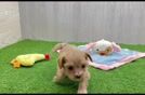 Maltipoo Puppy for Adoption