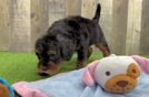 Playful Mini Bernadoodle Poodle Mix Puppy