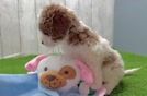 Popular Cavapoo Poodle Mix Pup