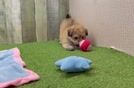 Fluffy Pomachon Designer Pup